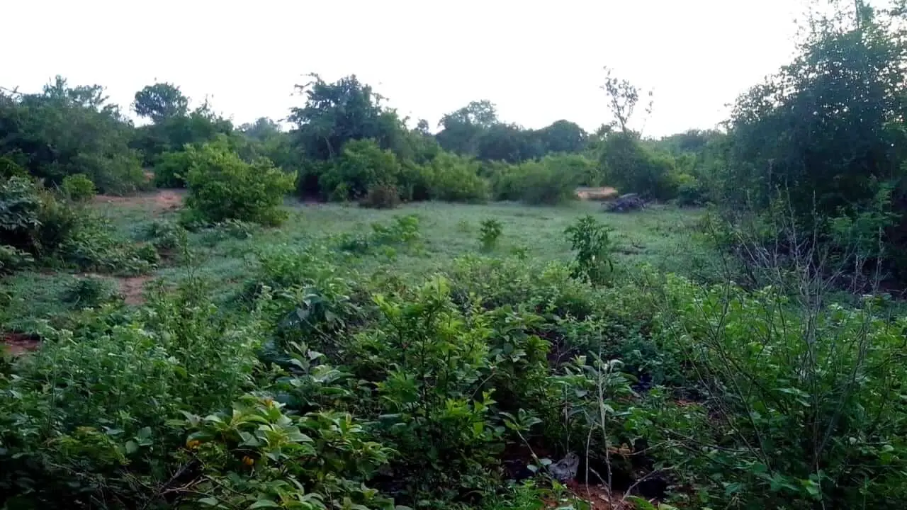 Land in Kilifi - Murima Wa Ndege